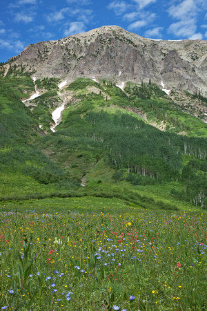 GOTHIC MTN. WILDFLOWERS 2