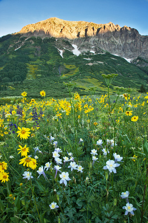 GOTHIC MTN. WILDFLOWERS 3