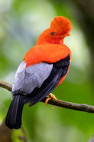 ANDEAN COCK-OF-THE-ROCK 1