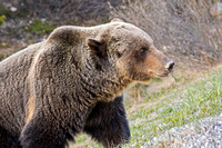 BANFF GRIZZLY 6