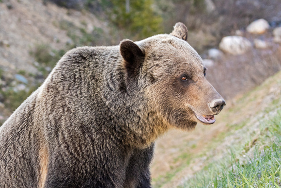 BANFF GRIZZLY 7
