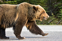 BANFF GRIZZLY 8