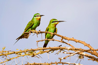 BLUE-CHEEKED BEE-EATERS 2