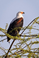 AFRICAN FISH EAGLE 2