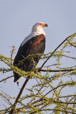 AFRICAN FISH EAGLE 2
