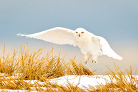 ALBERTA SNOWY OWL 6