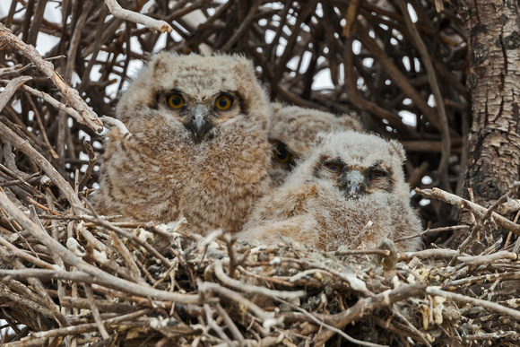 GREAT HORNED OWLETS