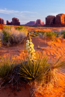 MONUMENT VALLEY YUCCA