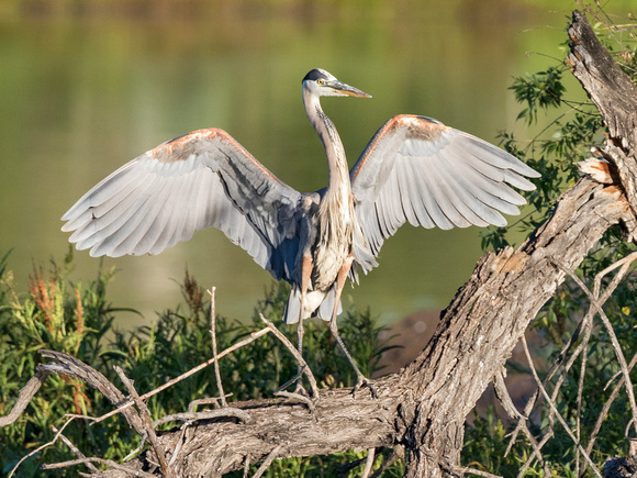 GREAT BLUE HERON