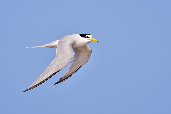 LEAST TERN 1