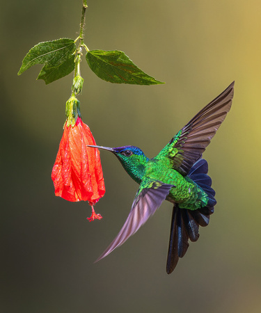 VIOLET-CAPPED WOODNYMPH 2