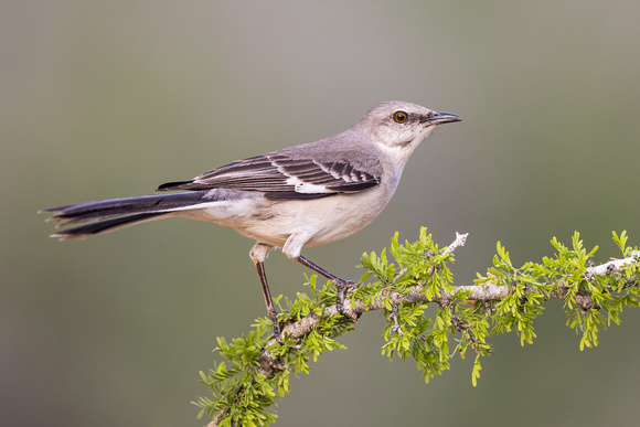 NORTHERN MOCKINGBIRD 2