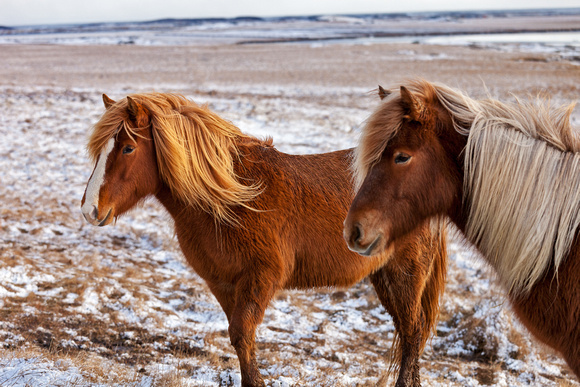 ICELANDIC HORSES 3