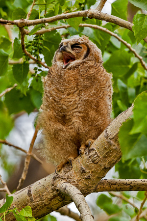 GREAT HORNED OWLET 2