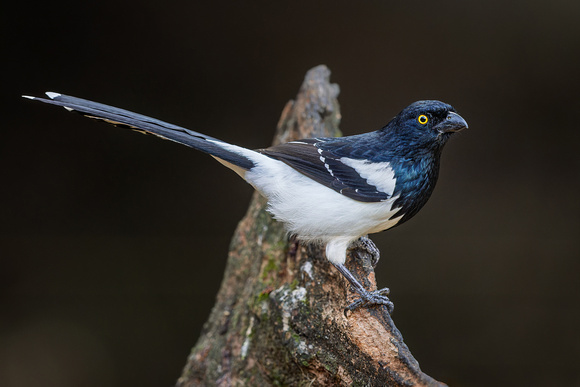 MAGPIE TANAGER 1