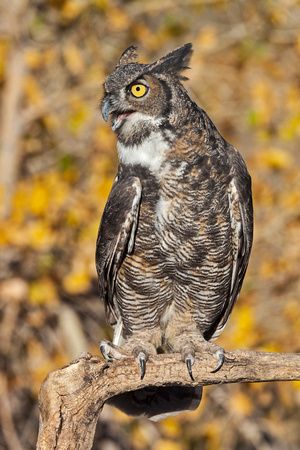 GREAT HORNED OWL 1