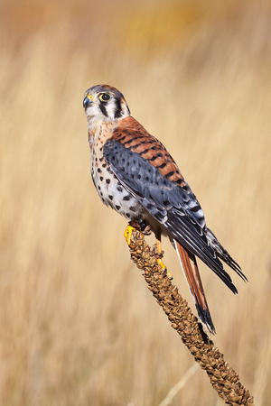 AMERICAN KESTREL 2