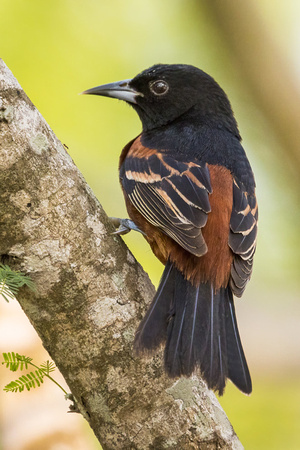 ORCHARD ORIOLE 4, BREEDING ADULT MALE