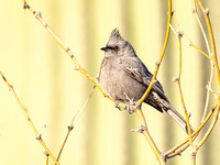 PHAINOPEPLA 7, FEMALE