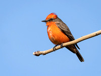 VERMILION FLYCATCHER 8