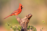 NORTHERN CARDINAL 11, MALE