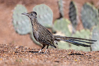 GREATER ROADRUNNER 4