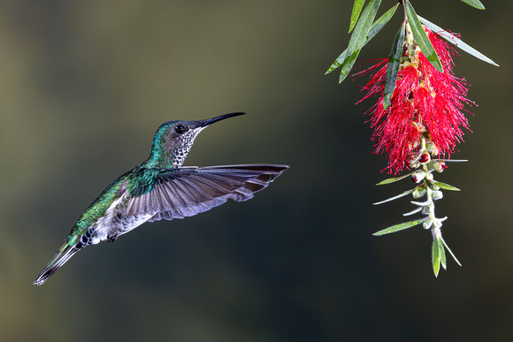 WHITE-NECKED JACOBIN 2, FEMALE