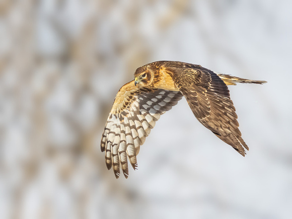 NORTHERN HARRIER 22, FEMALE