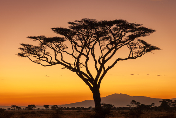 NDUTU SUNRISE 2