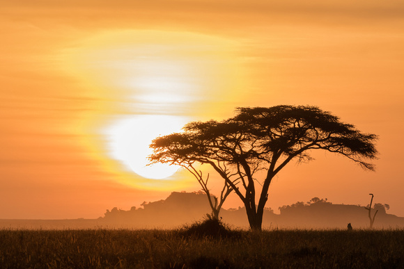 SERENGETI SUNRISE 2