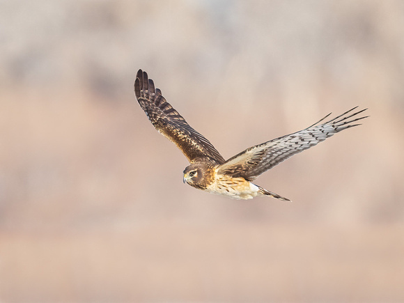 NORTHERN HARRIER20