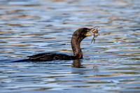 DOUBLE-CRESTED CORMORANT 5