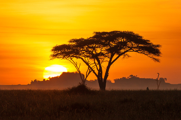 SERENGETI SUNRISE 4