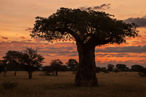 TARANGIRE SUNRISE 1