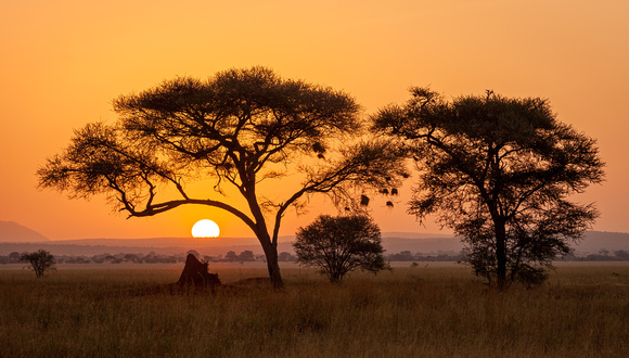 TARANGIRE SUNRISE 4