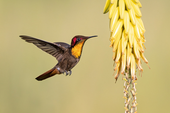 RUBY-TOPAZ HUMMINGBIRD 3