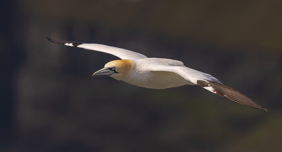 NORTHERN GANNET 3