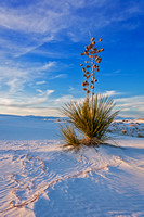 NEW MEXICO - WHITE SANDS NP