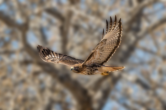 RED-TAILED HAWK 1