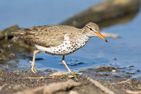 SPOTTED SANDPIPER