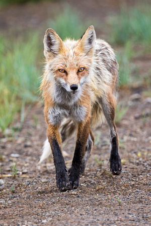FOX IN THE RAIN