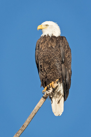 BALD EAGLE 5