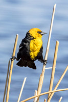 YELLOW-HEADED BLACKBIRD 5