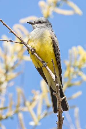 WESTERN KINGBIRD 1