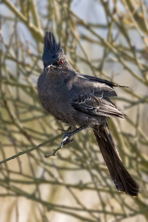 PHAINOPEPLA 1, MALE