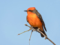 VERMILION FLYCATCHER 4