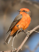 VERMILION FLYCATCHER 5