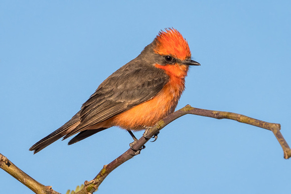 VERMILION FLYCATCHER 6