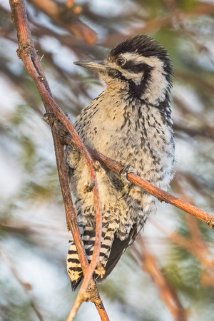 LADDER-BACKED WOODPECKER 1