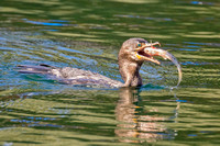 DOUBLE-CRESTED CORMORANT 3